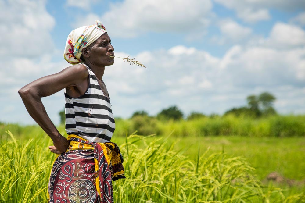 Woman in rice fields in Malawi
