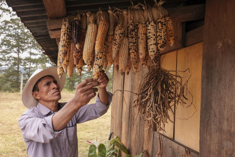 Un hombre de Honduras tiene maiz