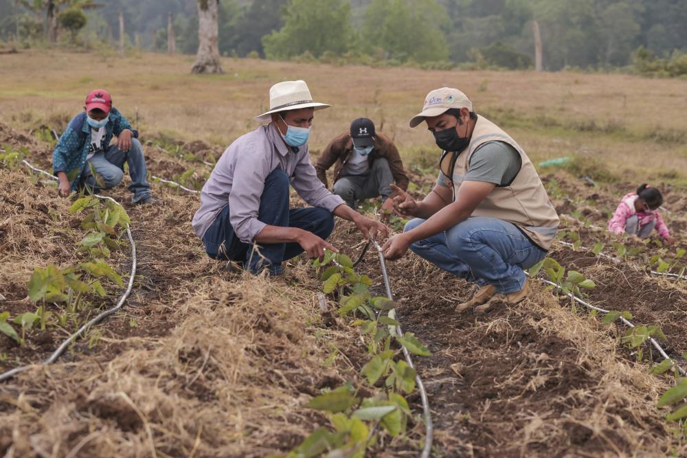 Farmers from Honduras in cropfields