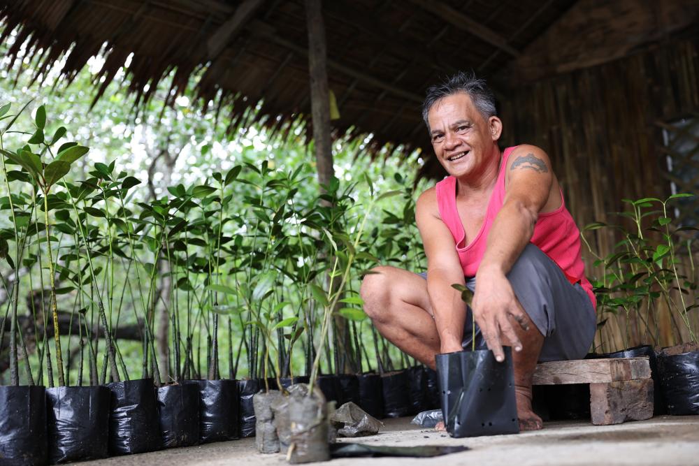 Man next to mangrove seedlings