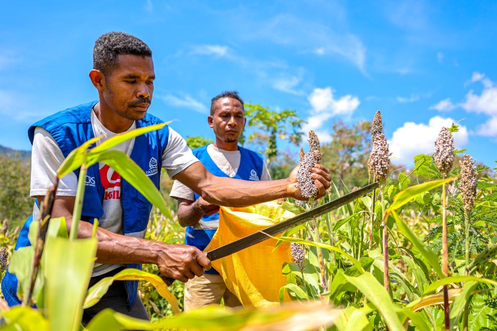 2 men picking crops