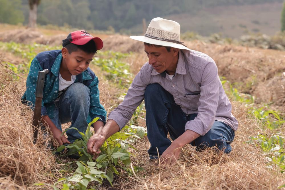 A man with his son planting
